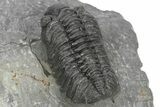 Phacopid (Adrisiops) Trilobite - Jbel Oudriss, Morocco #243892-4